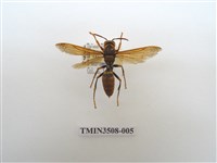藏品(黑紋長腳蜂)的圖片